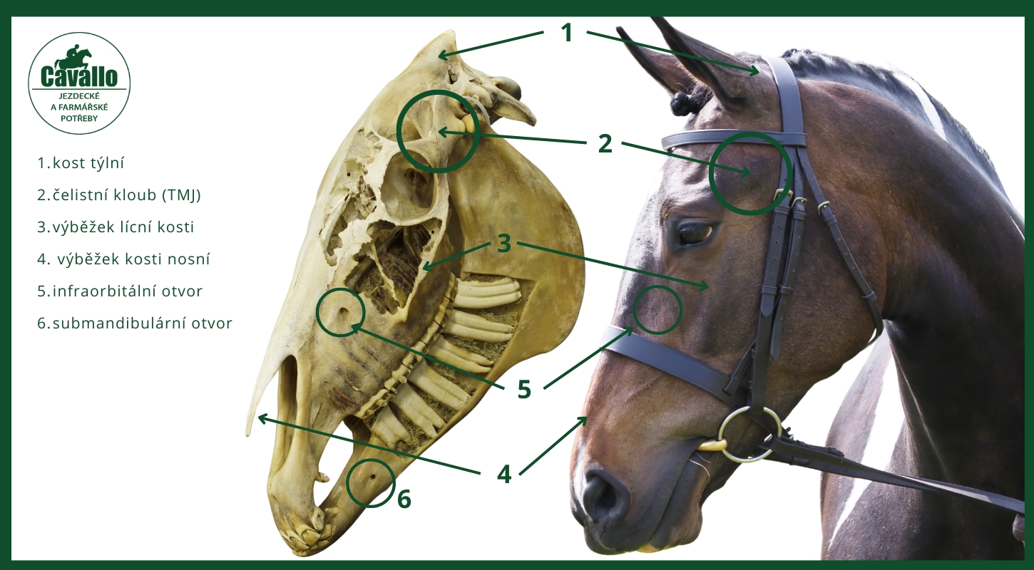 anatomie-konske-hlavy